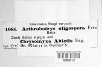 Arthrobotrys oligospora image